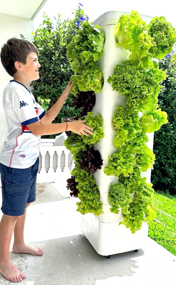 Niño cosechando lechuga de torre aeropónica Ponica